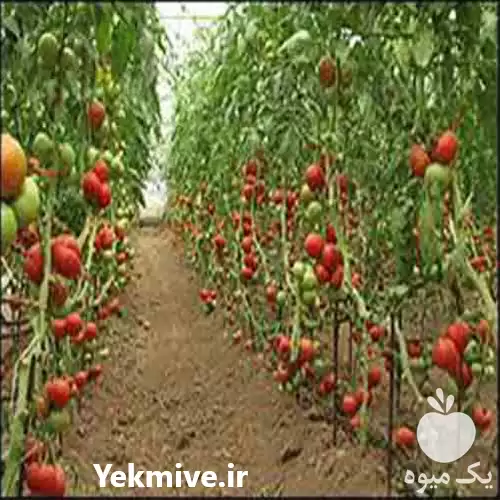 قیمت خرید بذر گوجه گلخانه ای در تبریز در گروه خرید و فروش انواع بذر در یکمیوه -عکس1