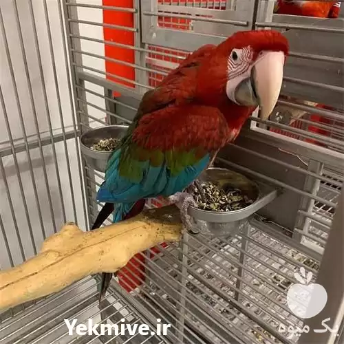 فروش تخم کاسکو نطفه دار سخنگو در اهواز در گروه انواع تخم ها در یکمیوه -عکس1