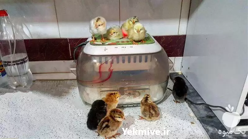 قیمت خرید دستگاه جوجه کشی کارخانه در مشهد در گروه تجهیزات مرغداری در یکمیوه -عکس1