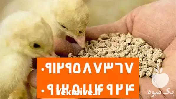 فروش ارائه تخصصی انواع دان در گروه مرغ و خروس و بوقلمون و اردک قو قاز در یکمیوه -عکس1