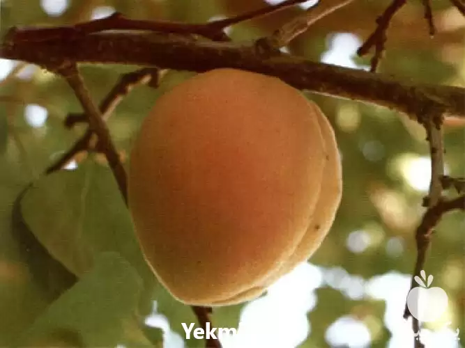 فروش عمده نهال زردآلو در گروه خرید و فروش نهال در یکمیوه -عکس1