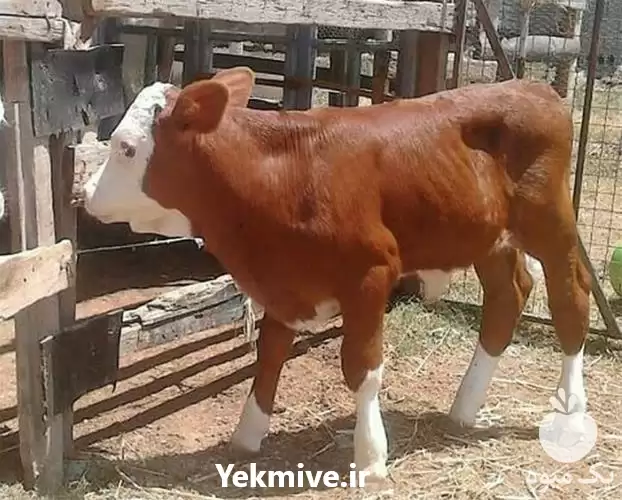 فروش گوساله سیمینتال در سنندج در گروه گاو و گوسفند و میش و بز کهره گوساله در یکمیوه -عکس1