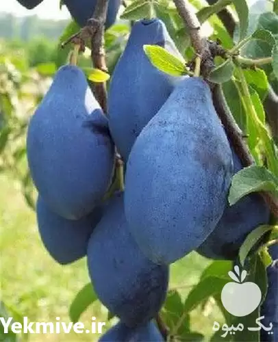 فروش نهال آلو رویال بلک در گروه خرید و فروش نهال در یکمیوه -عکس1