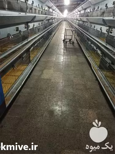 فروش قیمت قفس مرغ تخمگذار در گروه تجهیزات مرغداری در یکمیوه -عکس1