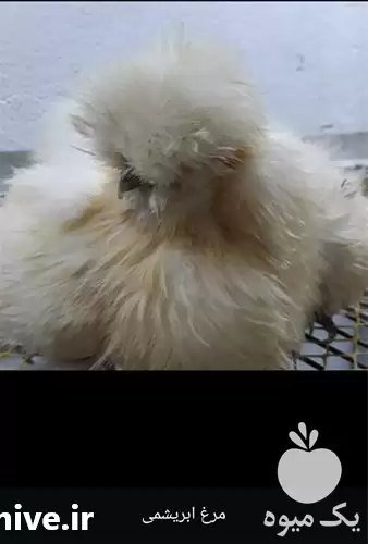 فروش تخم نطفه دار مرغ زینتی در گروه انواع تخم ها در یکمیوه -عکس1