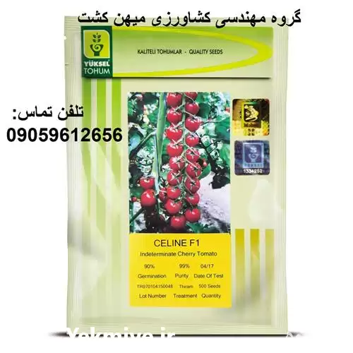 فروش خرید بذر گوجه گیلاسی سلین در اصفهان در گروه خرید و فروش گیلاس در یکمیوه -عکس1