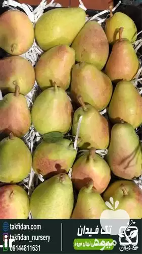 فروش نهال گلابی بیروتی در ارومیه در گروه خرید و فروش نهال گلابی در یکمیوه -عکس1