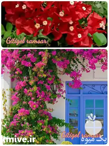 خدمات باغ گل کاغذی در گروه خدمات باغبانی در یکمیوه -عکس1