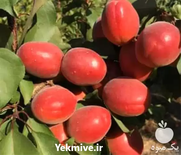پیش فروش زرد آلو قرمز آمریکایی در گروه خرید و فروش زردآلو در یکمیوه -عکس1