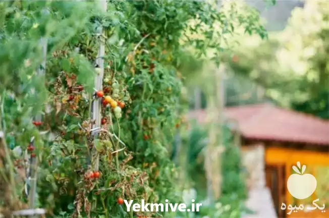 فروش نهال آلو بخارا در ساری در گروه خرید و فروش نهال در یکمیوه -عکس1