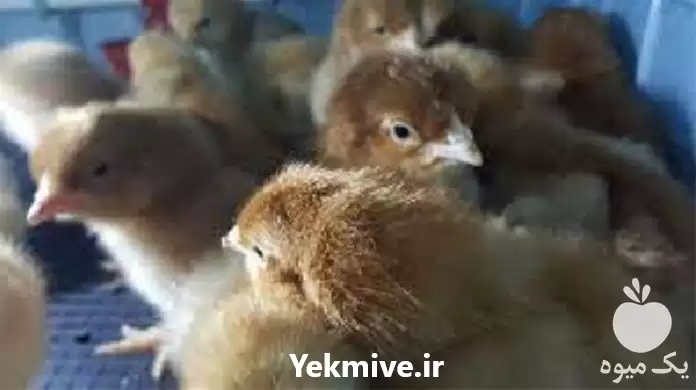 تولید فروش جوجه یک روزه ارسال در گروه مرغ و خروس و بوقلمون و اردک قو قاز در یکمیوه -عکس1