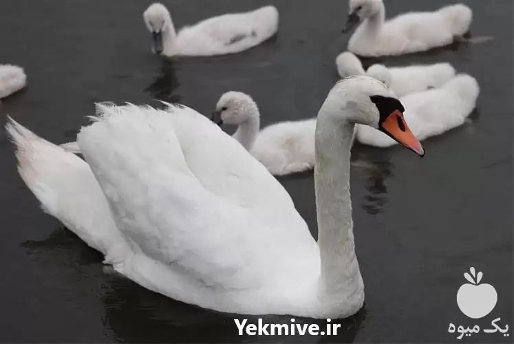 قیمت خرید تخم نطفه دار قو در گروه مرغ و خروس و بوقلمون و اردک قو قاز در یکمیوه -عکس1