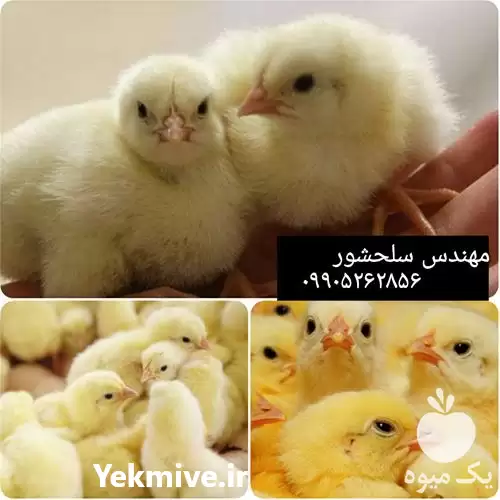 فروش جوجه گوشتی در اهواز در گروه مرغ و خروس و بوقلمون و اردک قو قاز در یکمیوه -عکس1