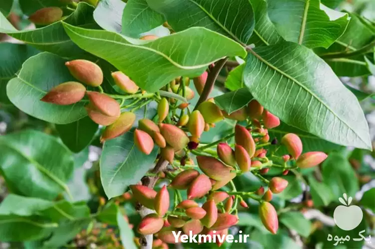 قیمت خرید قیمت نهال پسته هیبریدی در شیراز در گروه خرید و فروش نهال پسته در یکمیوه -عکس1