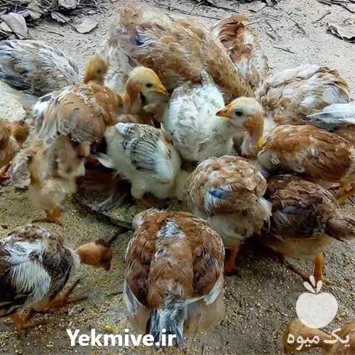 قیمت خرید قیمت انواع تخم نطفه در اصفهان در گروه انواع تخم ها در یکمیوه -عکس1