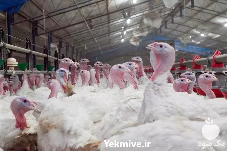 فروش خرید بوقلمون آماده کشتار در تهران در گروه مرغ و خروس و بوقلمون و اردک قو قاز در یکمیوه -عکس1