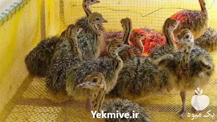 فروش قیمت جوجه شتر مرغ یک در تهران در گروه مرغ و خروس و بوقلمون و اردک قو قاز در یکمیوه -عکس1