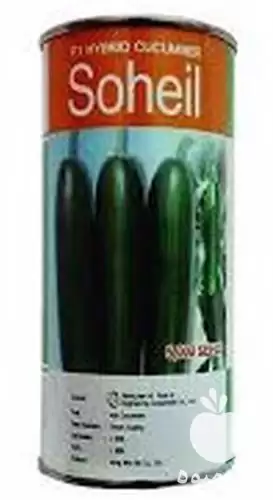 فروش بذر خیار سهیل در بجنورد در گروه خرید و فروش بذر خیار در یکمیوه -عکس1