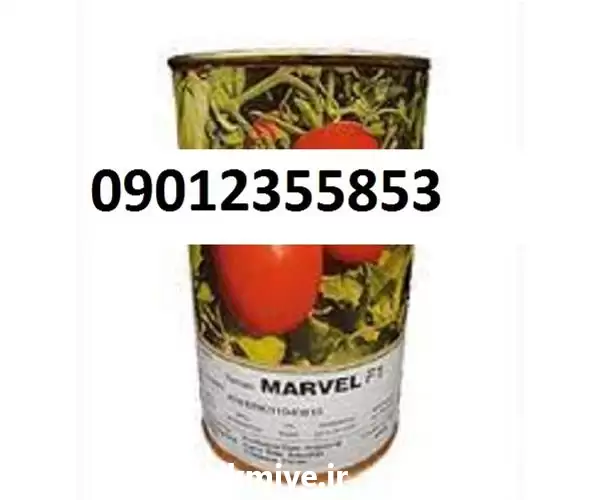 فروش بذر گوجه فرنگی مارول در تهران در گروه خرید و فروش بذر گوجه در یکمیوه -عکس1