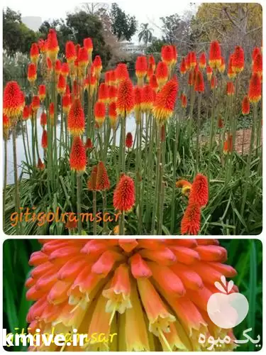 خاک باغ فروش نیفوفیا در ساری در گروه انواع محصولات خاک و تغذیه در یکمیوه -عکس1