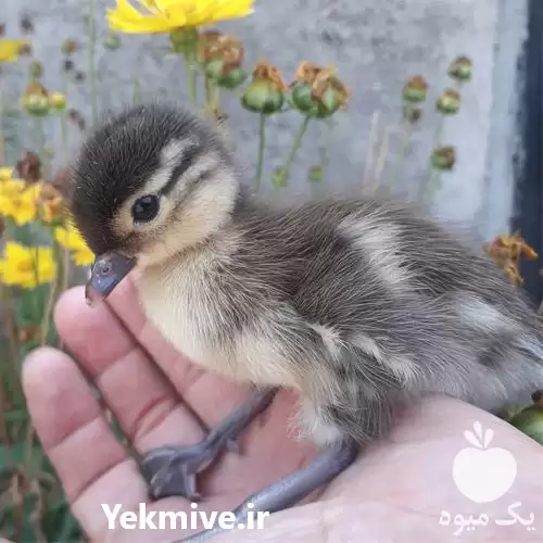 قیمت خرید جوجه اردک ماندارین در کرج در گروه مرغ و خروس و بوقلمون و اردک قو قاز در یکمیوه -عکس1