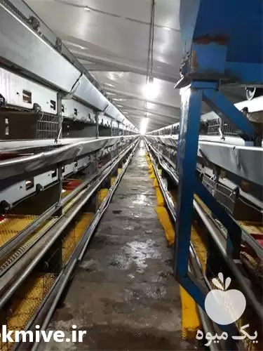 قیمت خرید قفس مرغ تخم گذار در ایلام در گروه تجهیزات مرغداری در یکمیوه -عکس1