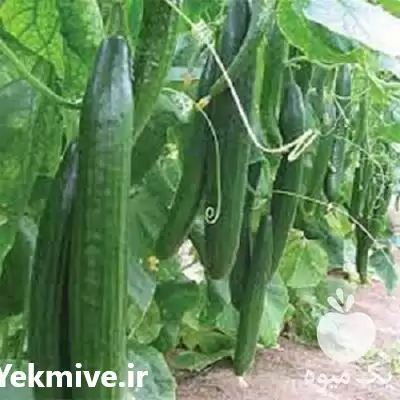 قیمت خرید بذر خیار سوپرینا در تهران در گروه خرید و فروش بذر خیار در یکمیوه -عکس1
