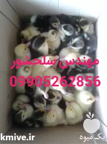 فروش جوجه اردک روسی بالغ و تخم در گروه مرغ و خروس و بوقلمون و اردک قو قاز در یکمیوه -عکس1