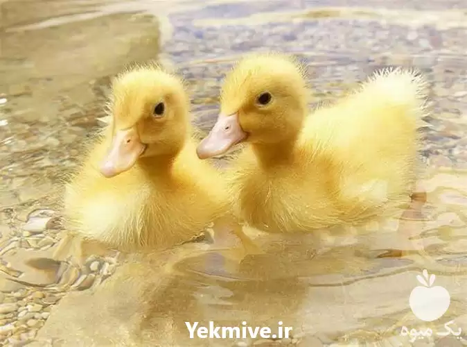 فروش قیمت جوجه اردک 20 روزه در گروه مرغ و خروس و بوقلمون و اردک قو قاز در یکمیوه -عکس1