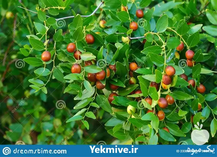 قیمت نهال عناب در مشهد در گروه خرید و فروش نهال عناب در یکمیوه -عکس1