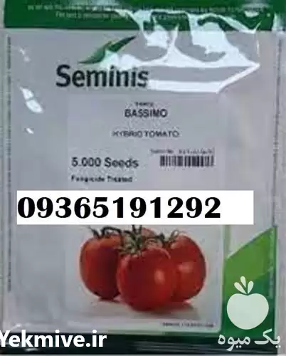 فروش بذر گوجه باسیمو قیمت خوب در کرمان  در گروه خرید و فروش بذر گوجه در یکمیوه -عکس1