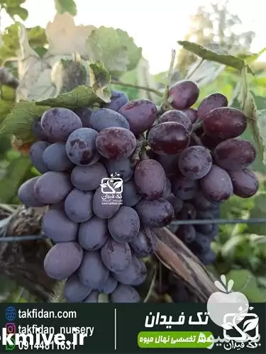 خرید و قیمت نهال انگور کندری در ساری در گروه خرید و فروش نهال انگور در یکمیوه -عکس1