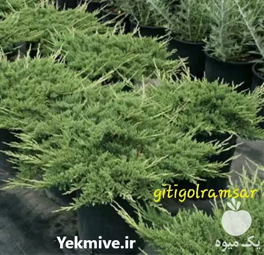 فروش درختچه های جونی پروس رونده در گروه خرید و فروش انواع بسته بندی کارتن در یکمیوه -عکس1