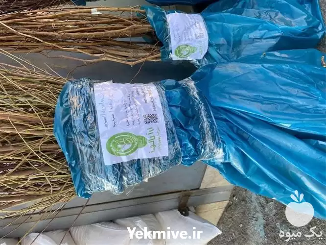 فروش عرضه انواع نهال بادام دیرگل در اصفهان در گروه خرید و فروش نهال بادام در یکمیوه -عکس1