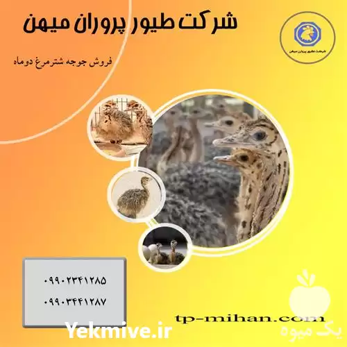 فروش جوجه شتر مرغ 10 روزه در تهران در گروه مرغ و خروس و بوقلمون و اردک قو قاز در یکمیوه -عکس1