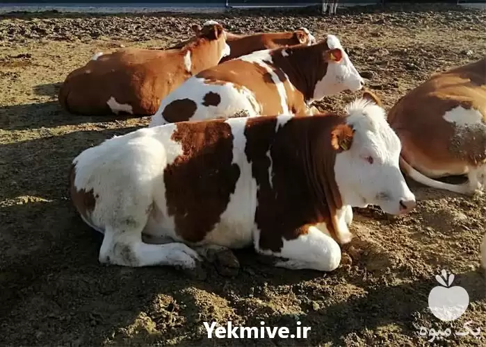 فروش گوساله سمینتال در شیراز در گروه گاو و گوسفند و میش و بز کهره گوساله در یکمیوه -عکس1