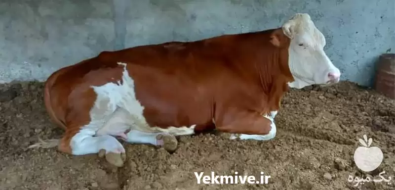 قیمت خرید گوساله های سمینتال اصیل در گروه گاو و گوسفند و میش و بز کهره گوساله در یکمیوه -عکس1