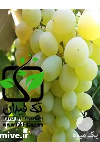 فروش خرید نهال انگور دسترچین در ارومیه در گروه خرید و فروش نهالستان در یکمیوه -عکس1