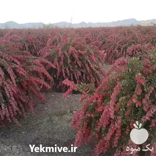 قیمت خرید عمده نهال زرشک در کرج در گروه خرید و فروش نهال زرشک در یکمیوه -عکس1