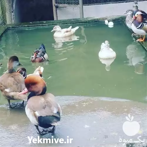 فروش عرضه تخم نطفه دار اردک در قم در گروه انواع تخم ها در یکمیوه -عکس1