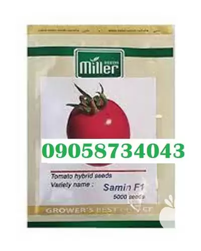 قیمت خرید بذر گوجه فرنگی ویلمورین در شیراز در گروه خرید و فروش بذر گوجه در یکمیوه -عکس1