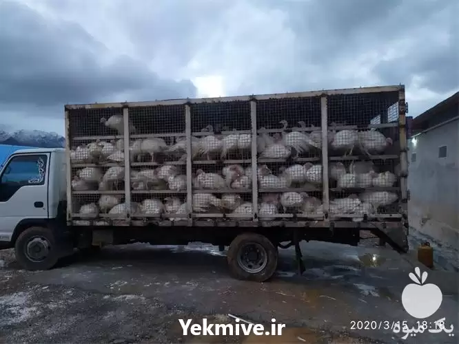 خرید بوقلمون به صورت نقد در گروه مرغ و خروس و بوقلمون و اردک قو قاز در یکمیوه -عکس1