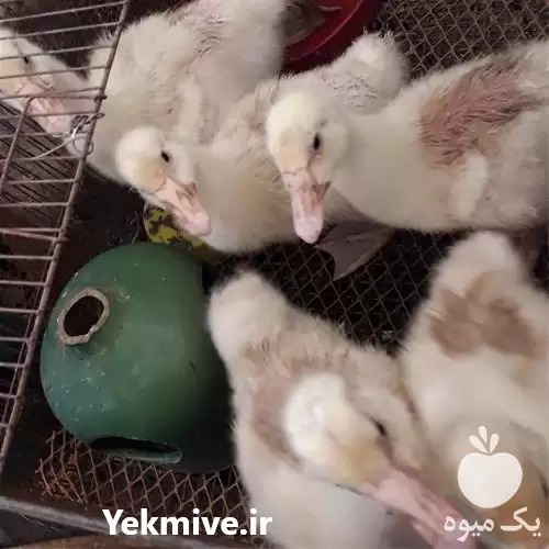 قیمت خرید عرضه پخش تخم نطفه در اهواز در گروه انواع تخم ها در یکمیوه -عکس1