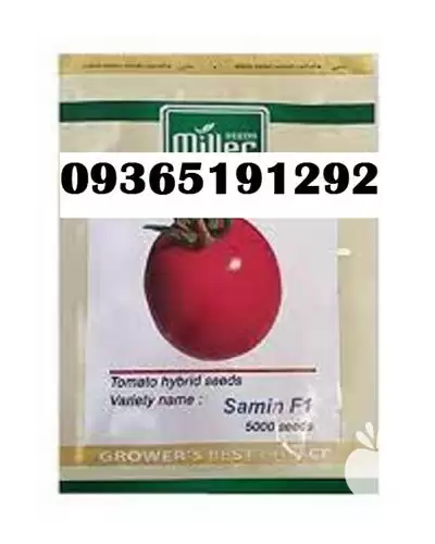 فروش عمده گوجه فرنگی ثمین در اصفهان در گروه خرید و فروش گوجه فرنگی در یکمیوه -عکس1