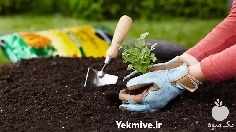 قیمت خرید کود حیوانی گاوی گوسفندی در تهران در گروه خرید و فروش کود حیوانی در یکمیوه -عکس1