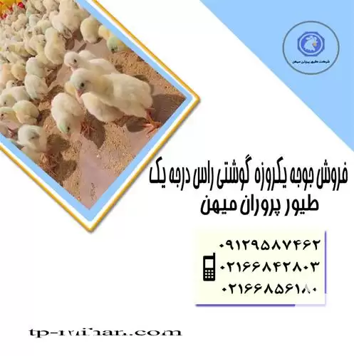 فروش جوجه گوشتی راس 308 یکروزه در تهران در گروه مرغ و خروس و بوقلمون و اردک قو قاز در یکمیوه -عکس1