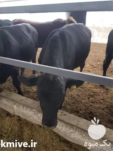 قیمت خرید گوساله نر و گوساله در بوشهر در گروه گاو و گوسفند و میش و بز کهره گوساله در یکمیوه -عکس1