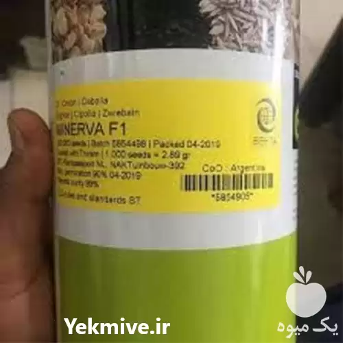 فروش بذر پیاز زودرس مینروا در هرمز در گروه خرید و فروش بذر پیاز در یکمیوه -عکس1