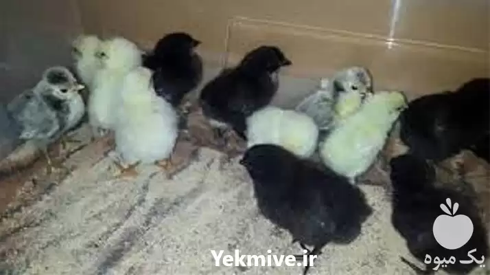 فروش جوجه دورگه اصلاح شده در شیراز در گروه مرغ و خروس و بوقلمون و اردک قو قاز در یکمیوه -عکس1