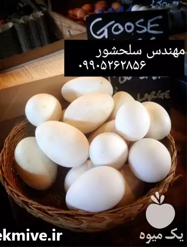 قیمت خرید تخم غاز در بجنورد در گروه انواع تخم ها در یکمیوه -عکس1